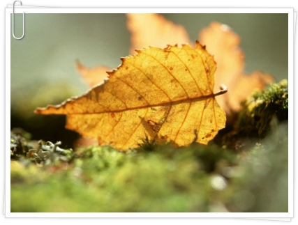 037739355094004C0A601F