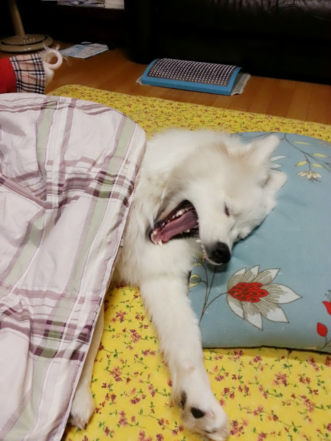 이가이불 이미지