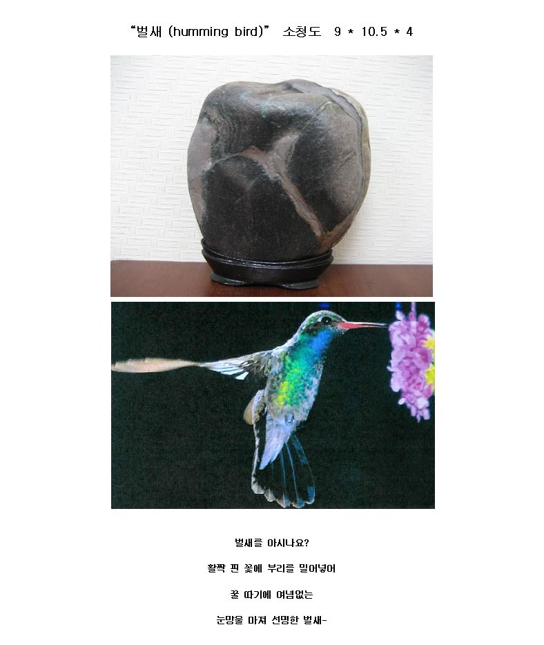 벌새 이미지