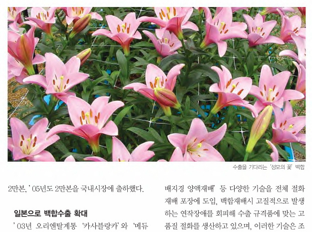 백합사 이미지