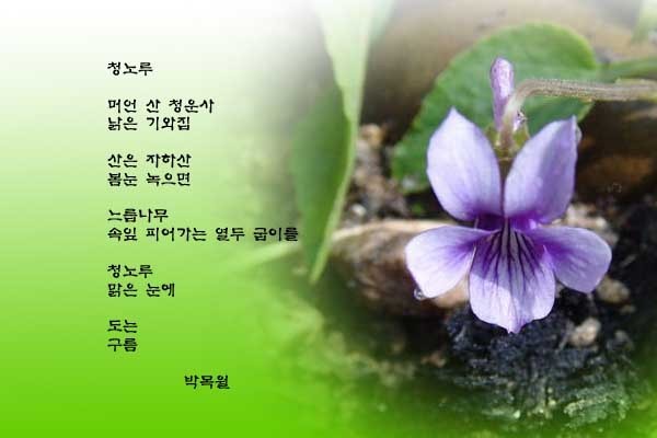청노루 이미지