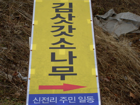 소나무 참나무 숲 이미지