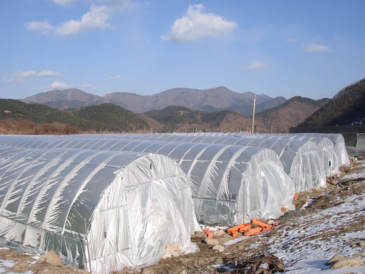 치산미나리 이미지