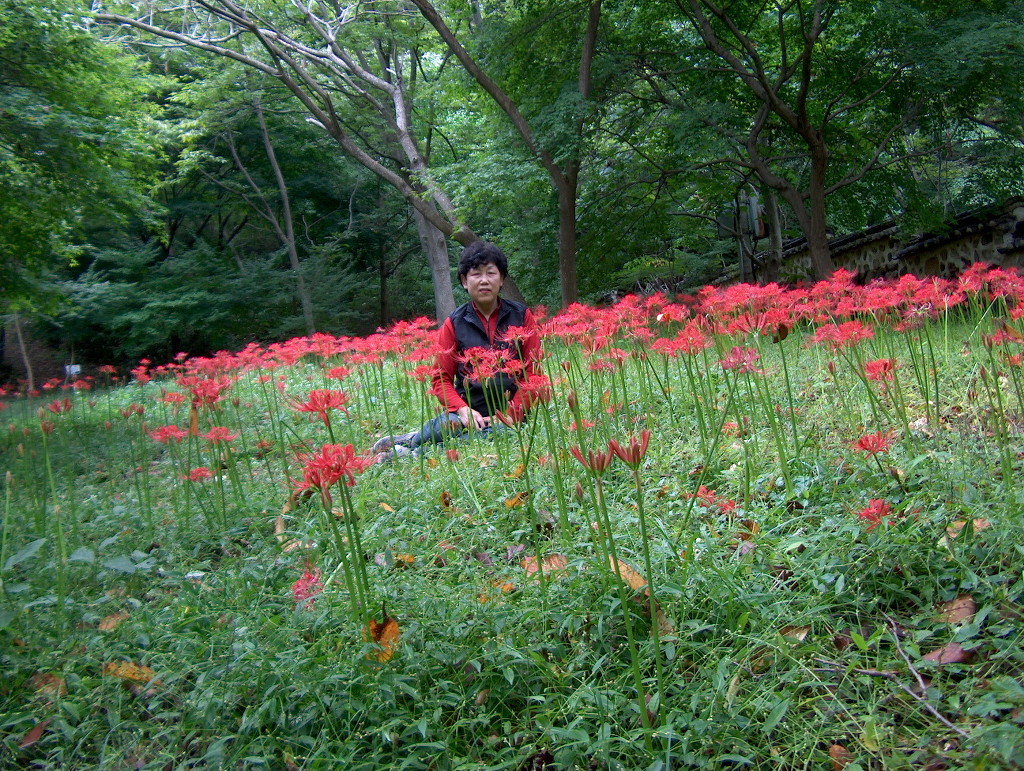 상상화로 이미지