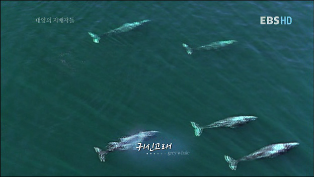인간을 용서한 고래 | 인스티즈