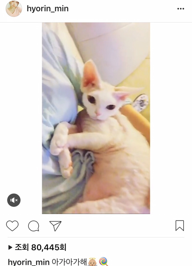 민효린햏이 키우는 반려동물이 왜 자주 바뀌는지 피드백해줬음하오 | 인스티즈