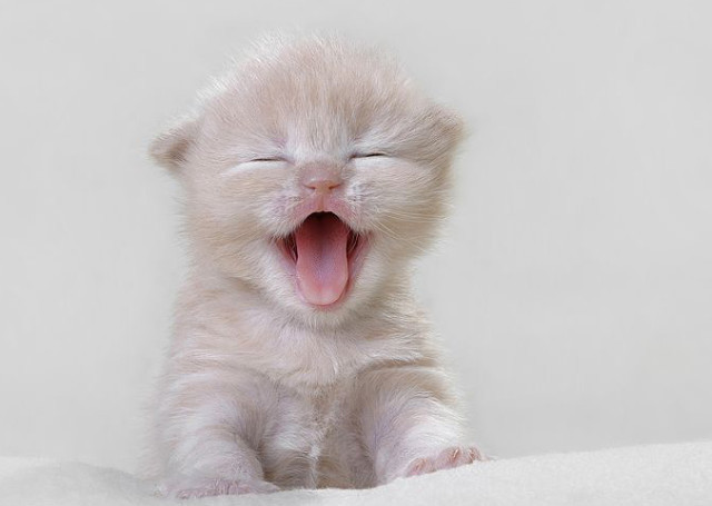 하품하는 고양이.jpg | 인스티즈