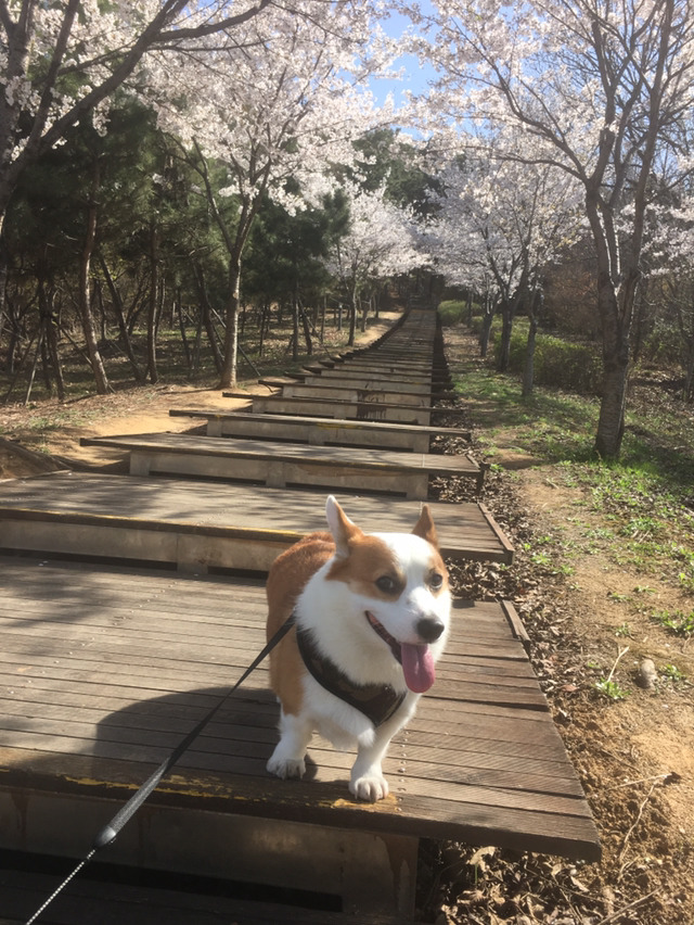 [데이터주의] 우리집 코시엘니 | 인스티즈
