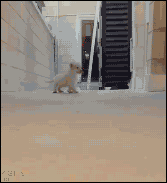 달려드는 맹수.GIF | 인스티즈