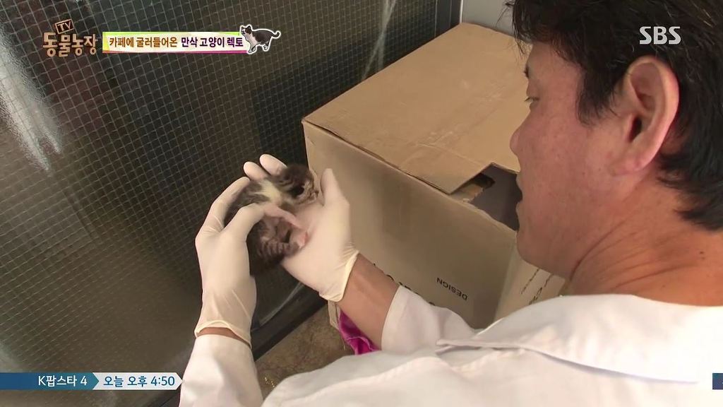 동물농장 [카페에굴러들어온고양이렉토] | 인스티즈