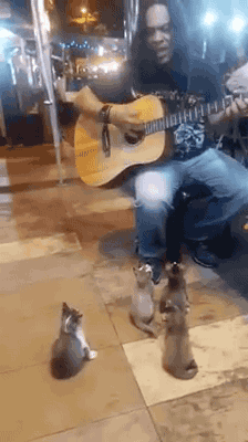 버스킹 구경하는 고양이.gif | 인스티즈