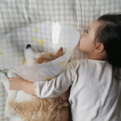 시바견 퐁퐁과 2살 소녀 필로(귀여움 주의) | 인스티즈