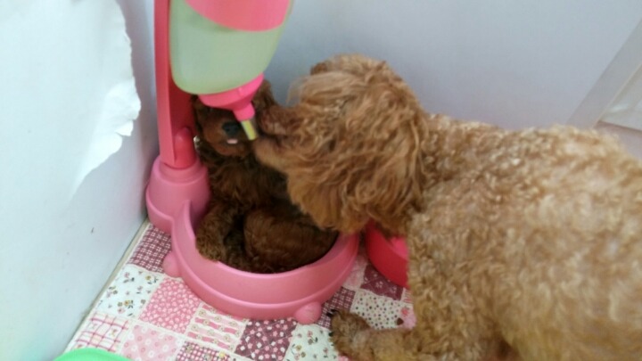 꼭지엄마 이미지