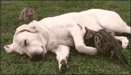 애정표현하는 냥이.GIF | 인스티즈