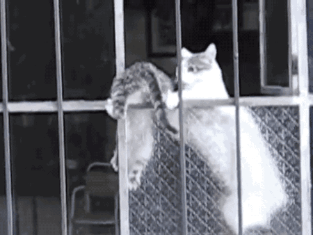 아깽이 데리고 가는 엄마고양이.gif | 인스티즈