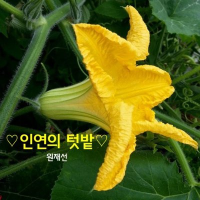 텃밭2 이미지