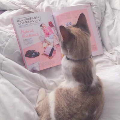 Tumblr : #cat #pink | 인스티즈