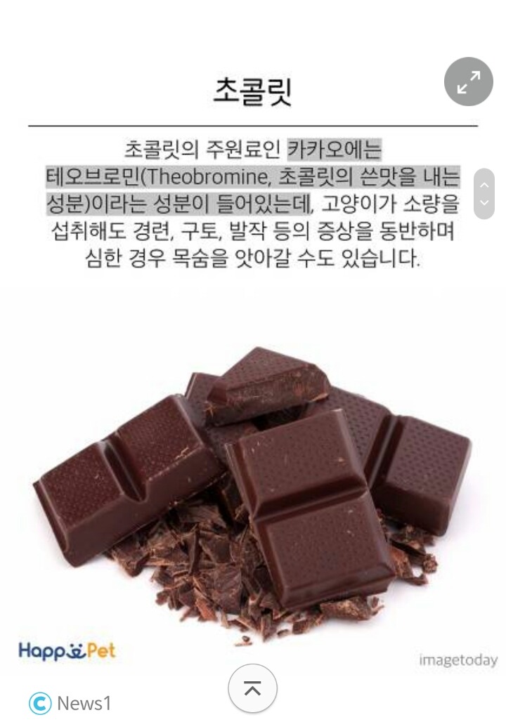 위험해요! 고양이가 먹으면 안 되는 음식들 | 인스티즈
