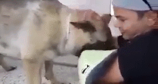 안락사 직전 주인과 신나게 노는 댕댕이.gif | 인스티즈