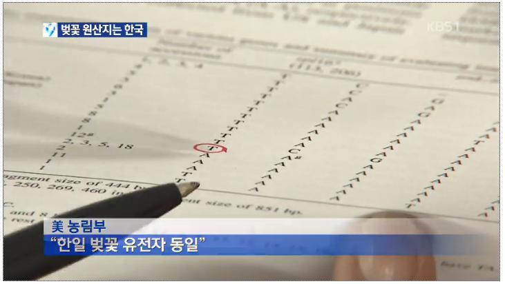 벚꽃의 원산지는 한국 - KBS 뉴스 | 인스티즈