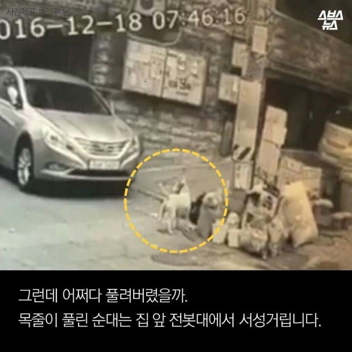 제 강아지가 잡아먹혔습니다 | 인스티즈
