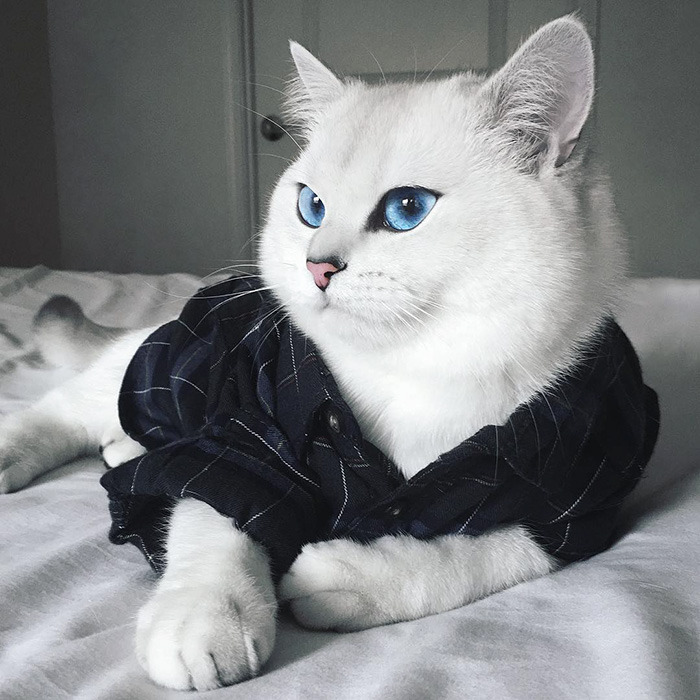 정말 아름다운 눈을 가진 고양이 | 인스티즈