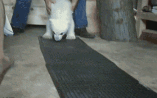 귀요미 북극곰들.gif | 인스티즈