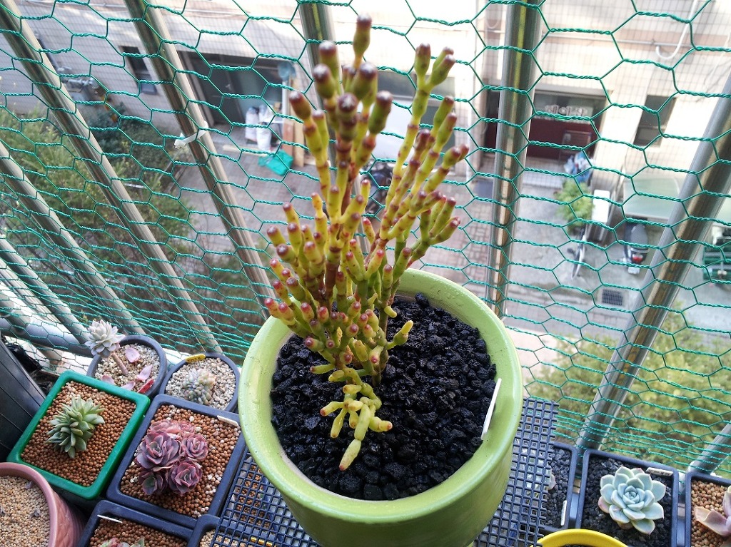 마니 이미지