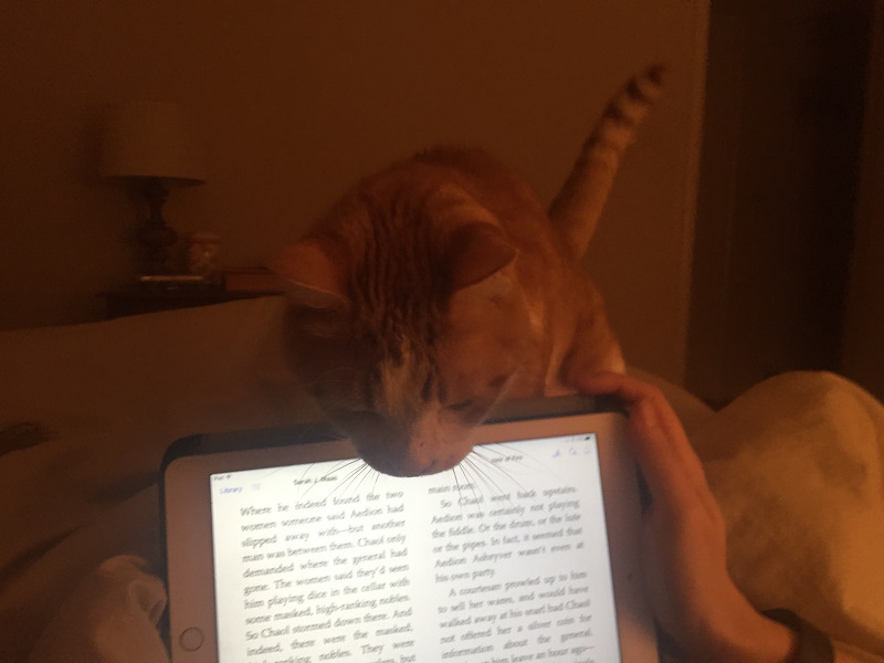 집사가 안놀아줘서 섭섭했던 고양이 | 인스티즈
