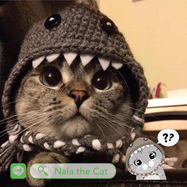 인스타 최고의 귀염둥이 냥냥이 nala | 인스티즈