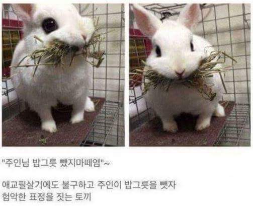 주인으로부터 밥을 지키려는 토끼 | 인스티즈