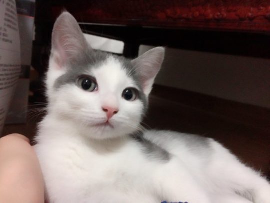 상상 속의 고양이 vs 실제 고양이 | 인스티즈