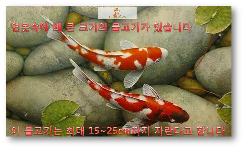 코이 이미지