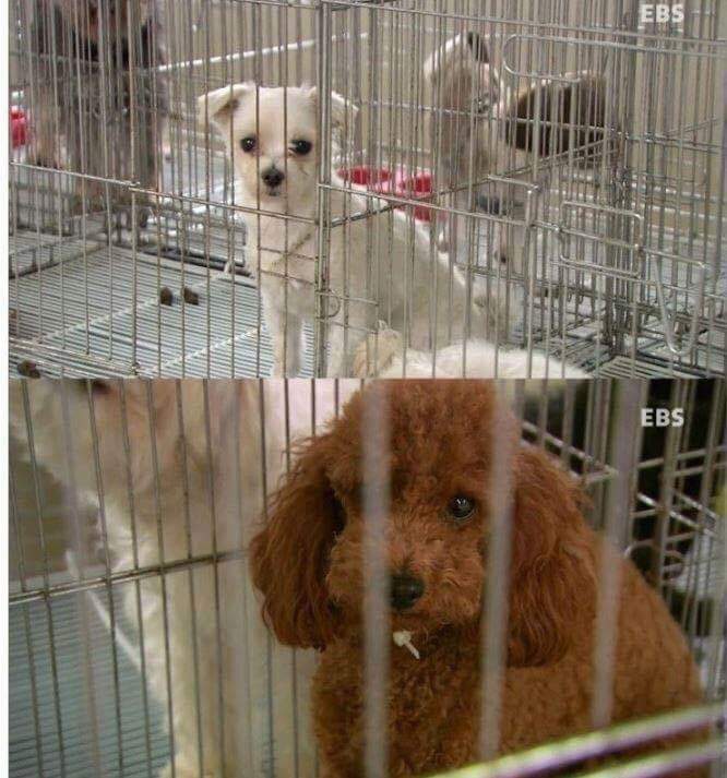 나는 아직 살수 있는데 왜 죽으라하나요 | 인스티즈