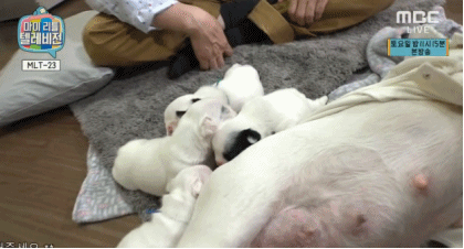 마리텔 이경규방 새끼강아지 .GIF | 인스티즈