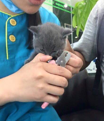 발톱 깍는다고 화난 애기 냥이 | 인스티즈