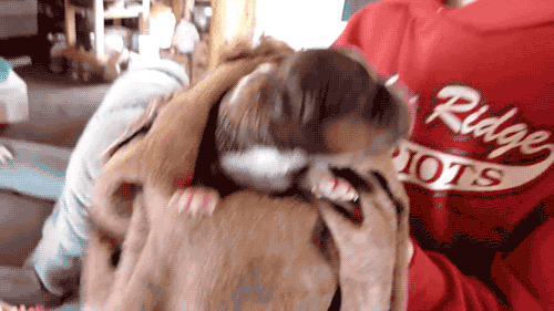 갓 태어난 강아지를 본 고양이.gif | 인스티즈