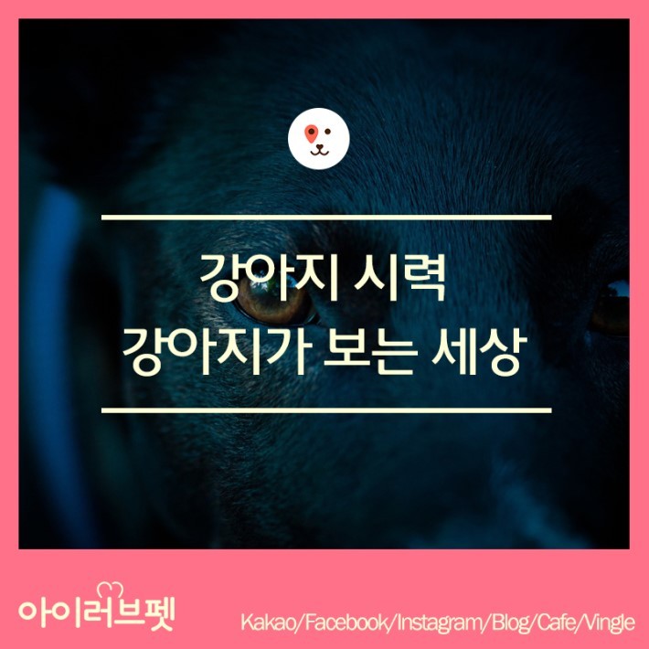 강아지가 보는 세상 | 인스티즈