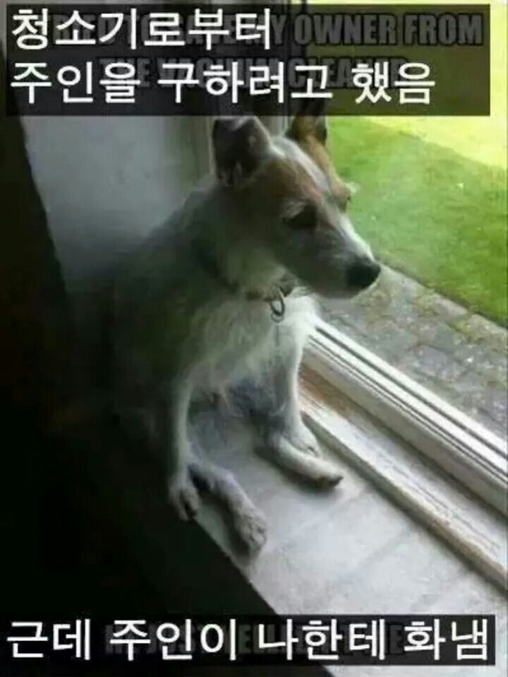강아지들을 키우고 싶은 이유 | 인스티즈