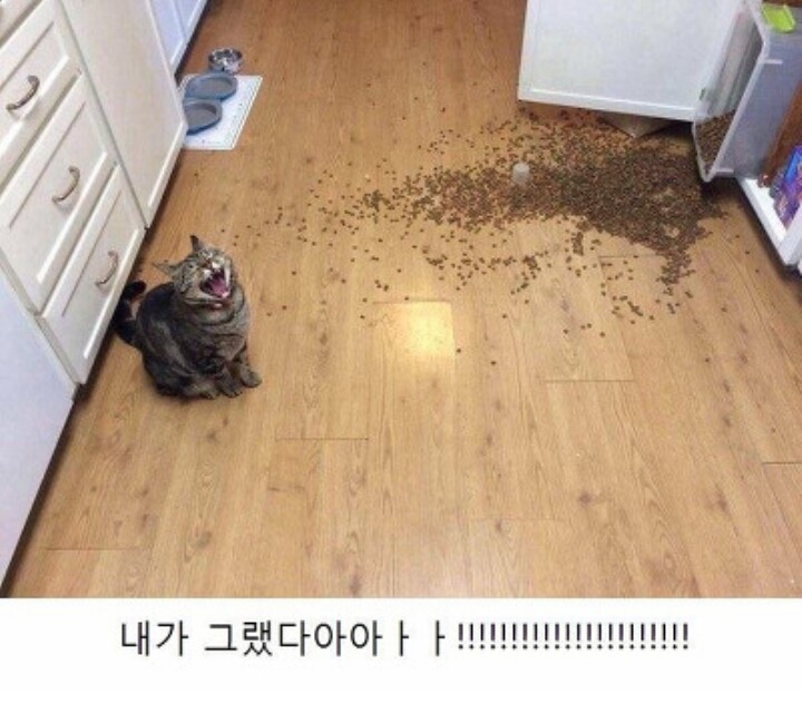 야 집사야!! 이리 와바!! | 인스티즈