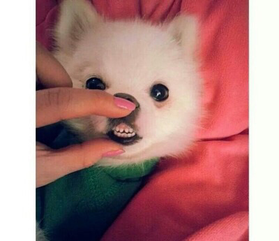 그르릉 이미지