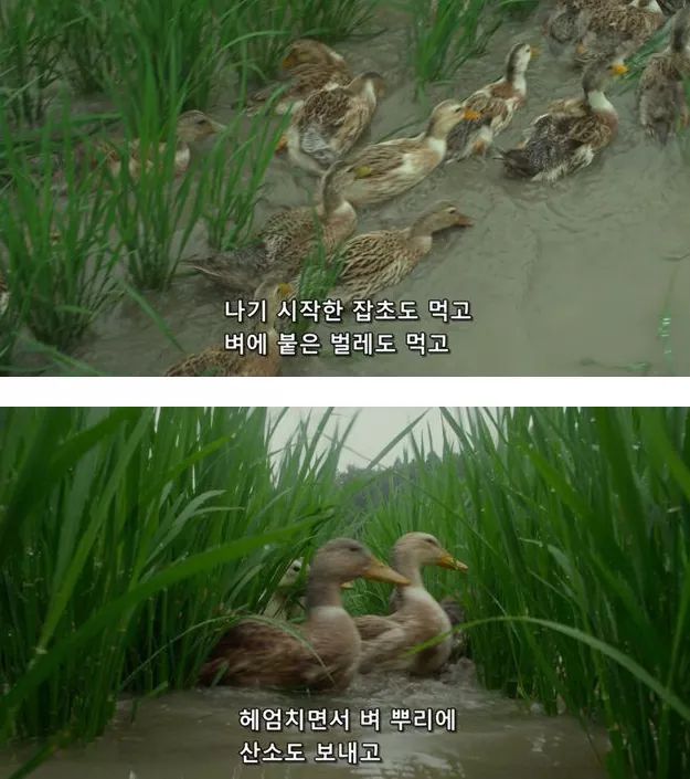시골오리 이미지