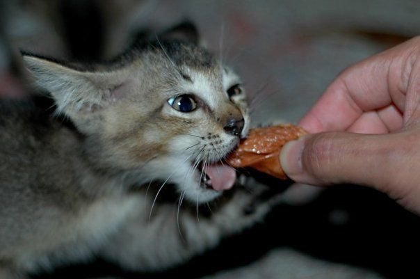 밥먹는 고양이.jpg | 인스티즈