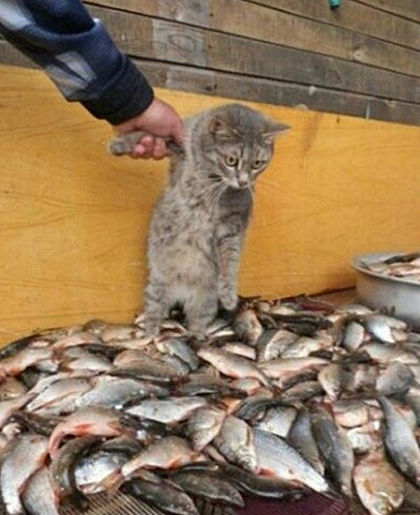 경매장에서 쫒겨나는 물고기상인 | 인스티즈