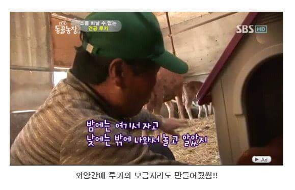 소를 어미라고 생각하는 강아지 | 인스티즈