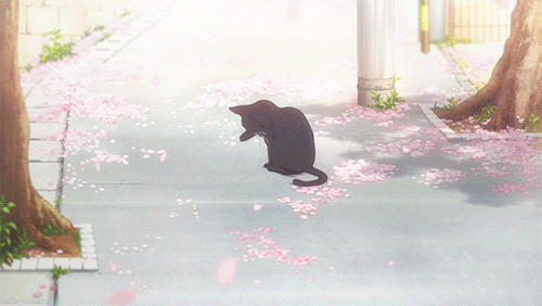 2D 고양이 | 인스티즈