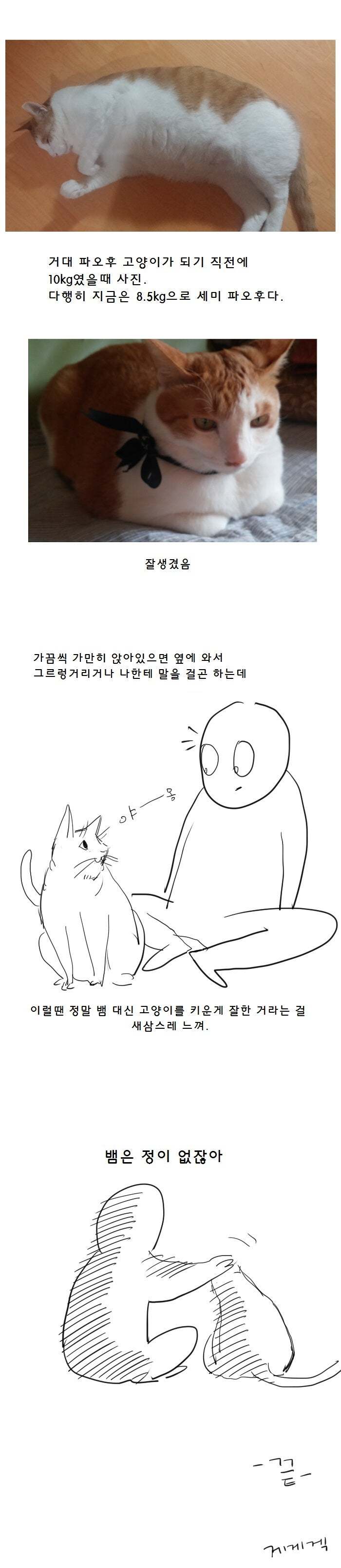우리집 똥고양이 이야기 | 인스티즈