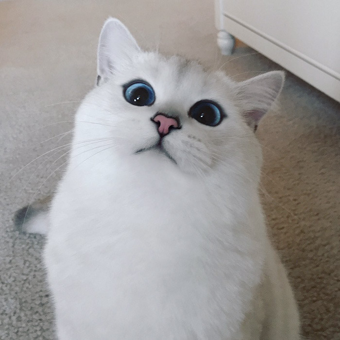 눈이 정말 아름다운 냥이.jpg | 인스티즈