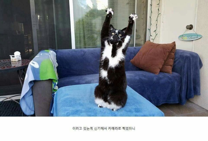 알수없는 고양이 | 인스티즈