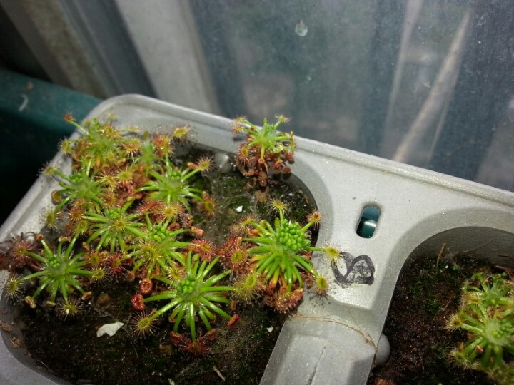 겜마 이미지